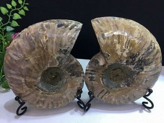 366g Natural A Ancient Ammonite Fossils Slice Nautilus Jade Shell,  Stand 6