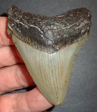 Big 2.  875 " Megalodon Shark Tooth Fossil From North Carolina Real Shark Tooth