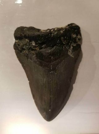 4.  09 Inch Prehistoric Megalodon Sharks Tooth Fossil