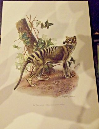 N°6 Mammal Poster The Thylacine Or Tasmanian Wolf