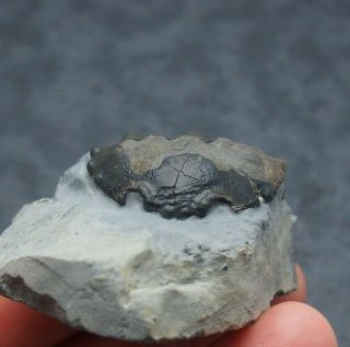 Fossil Crab Xanthopsis Dufouori Spain Eocene Fossilien