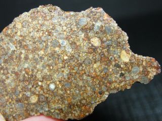 Nwa 11291 Official Meteorite - Ll3 - W2 - G637 - 0158 - 8.  59g W/coa - Great End Cut