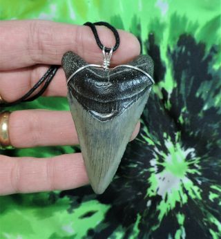 2 1/2  Inch Megalodon Sharks Tooth Necklace Jewelry No Restorations