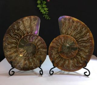 482g Natural A Ancient Ammonite Fossils Slice Nautilus Jade Shell,  Stand