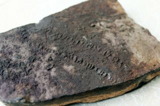 Fossil Trilobite Tracks • Plate 1905 Morocco • Diplinichtes