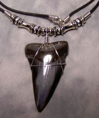 Awesome 2 1/8 " Mako Shark Tooth Teeth Necklace Fossil Jaw Megalodon Scuba Dive