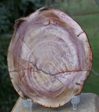 Sis: Brazilian Araucaria Petrified Wood Round - My Best In Years