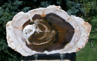 Sis: Argentina Petrified Wood Round - Polished Agate