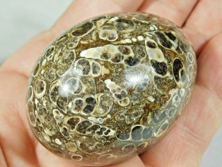 A Piece Of 100 Natural Turritella Agate Carved Into A Larger Egg Shape 149gr