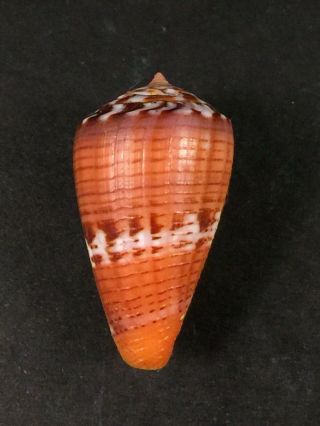 Conus Vittatus Panama,  29,  2mm,  F,  /gem,  Orange Form Wonderful