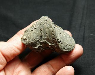 Very Rare Large Devonian Pyrite Brachiopod W/ Unusual Pathology In Shell Ohio