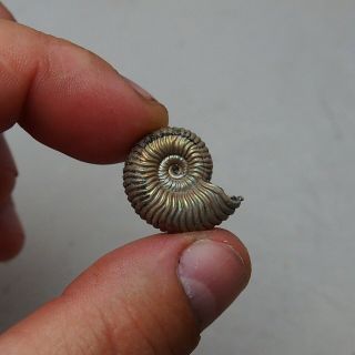 23mm Vertumniceras Pyrite Ammonite Fossils Callovian Fossilien Russia pendant 3