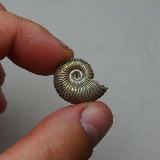 23mm Vertumniceras Pyrite Ammonite Fossils Callovian Fossilien Russia pendant 4