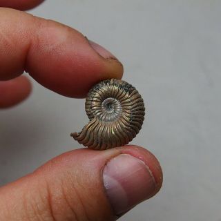 23mm Vertumniceras Pyrite Ammonite Fossils Callovian Fossilien Russia pendant 5