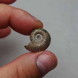 23mm Vertumniceras Pyrite Ammonite Fossils Callovian Fossilien Russia pendant 6