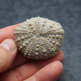 Echinoid 50x22mm Pseudodiadema Fossil Natural Sea Urchin Fossilien