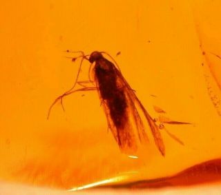 Moth Displaying Proboscis in Authentic Dominican Amber Fossil Gem 3