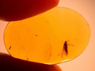 Moth Displaying Proboscis in Authentic Dominican Amber Fossil Gem 5