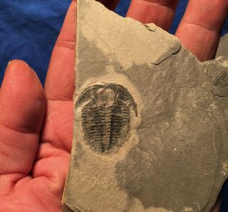 Large Example Olenaspella Chrisnewi Trilobite,  1 1/4 Inch,  Ventral Late Cambrian