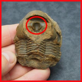 Hypostome Czech Fossil Trilobite Colpocoryphe Bohemica Ordovician Fossiles