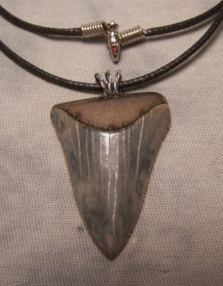 Xxl 1 11/16 " Megalodon Shark Tooth Teeth Wireless Pendant Fossil Necklace Jaw