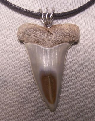 1 5/8 " Mako Shark Tooth Teeth Megalodon Wireless Pendant Fossil Necklace Jaw