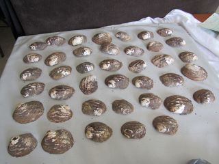 Set Of 40 Fifty Year Stock Mother Of Pearl Unpolished Freshwater Mussel Shells