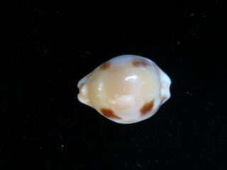 Cypraea Tessellata 23 Mm Gorgeous Yellow,  Collected In 1941 Label