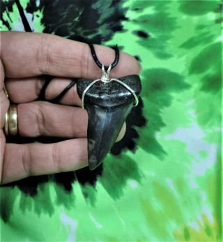 Mako Sharks Tooth Necklace 1 15/16  Fossil Sharks Teeth Jewelry Pendant