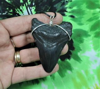 Megalodon Sharks Tooth Necklace 2 5/8  Fossil Sharks Teeth Jewelry Pendant