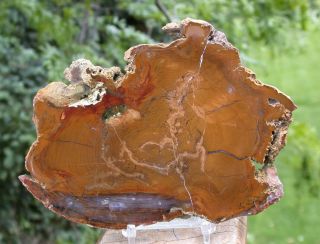Sis: Grassy Mtn.  Petrified Wood - Unusual Gold Color Eclectic Fossil Elm Round