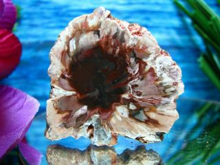 Petrified Wood Complete Round Slab W/bark Incredible Cranberry Pink Blue Peach