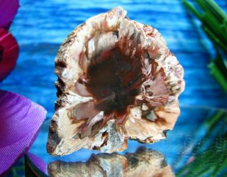 Petrified Wood COMPLETE ROUND Slab w/Bark INCREDIBLE CRANBERRY PINK BLUE PEACH 2