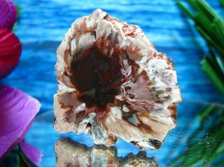 Petrified Wood COMPLETE ROUND Slab w/Bark INCREDIBLE CRANBERRY PINK BLUE PEACH 3