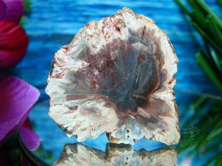 Petrified Wood COMPLETE ROUND Slab w/Bark INCREDIBLE CRANBERRY PINK BLUE PEACH 6