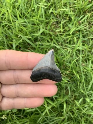 Gorgeous 1.  67” Chubutensis Fossil Shark Tooth 100 Natural No Restoration
