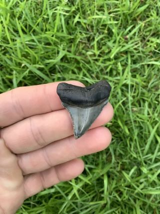 Gorgeous 1.  67” Chubutensis Fossil Shark Tooth 100 Natural No Restoration 3