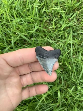 Gorgeous 1.  67” Chubutensis Fossil Shark Tooth 100 Natural No Restoration 4