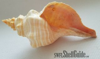 Horse Conch Shell - Offical State Shell Of Florida - 11.  25 " Self - Collected Marco