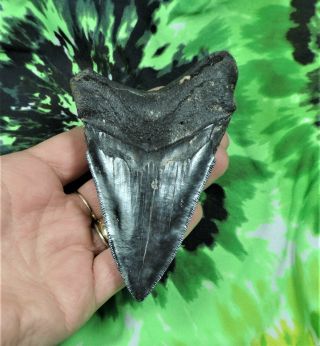 Megalodon Sharks Tooth 4 5/16 " Inch No Restorations Fossil Sharks Teeth Tooth