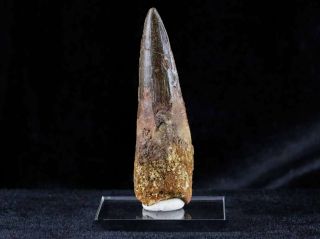 Xl 3.  1 In Spinosaurus Tooth 100 Million Yrs Old Cretaceous Dinosaur Stand
