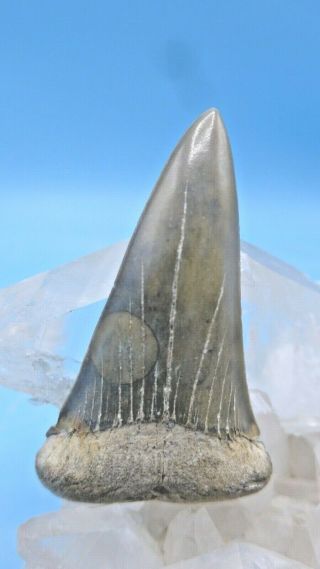 Extra Large Unique Fossil Isurus Hastalis Mako (megalodon Shark Era) Shark Tooth