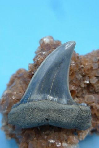 Hi Q Fossil Isurus Retroflexus Mako (megalodon Shark Era) Shark Tooth W / Cusps?