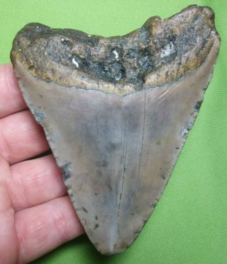 Huge " 4.  10 Megalodon Shark Tooth Teeth Extinct Jaw Fossil Meg Scuba Diver Direct