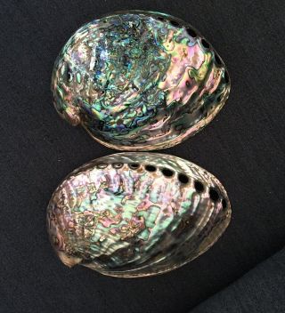2 Highly Polished Abalone Shells 8” Large