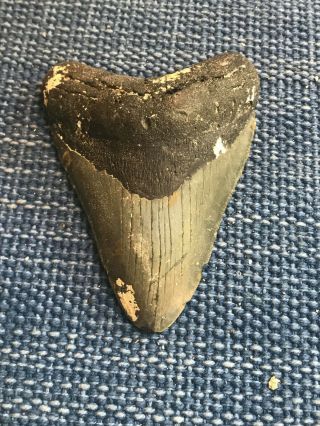 4.  75 Inch Prehistoric Megalodon Sharks Tooth Fossil