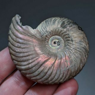 6,  7 Cm (2,  6 In) Pathological Ammonite Shell Quenstedtoceras Jurassic Russia