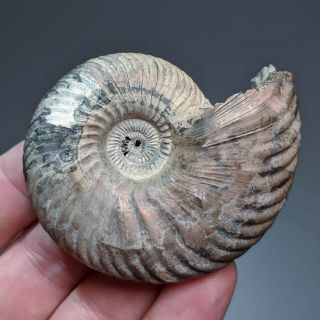 6,  7 cm (2,  6 in) pathological Ammonite shell Quenstedtoceras jurassic Russia 2