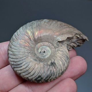 6,  7 cm (2,  6 in) pathological Ammonite shell Quenstedtoceras jurassic Russia 3