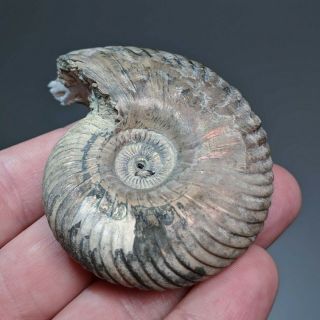 6,  7 cm (2,  6 in) pathological Ammonite shell Quenstedtoceras jurassic Russia 4